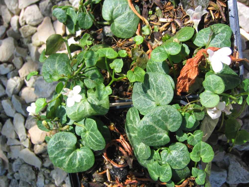 Cymbalaria hepaticifolia (Korsisches Zimbelkraut)
